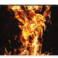 Phoenix Fire - Zip Pouch